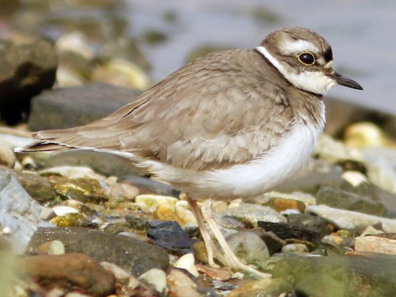 Long-billed Plover (Thinornis placidus)