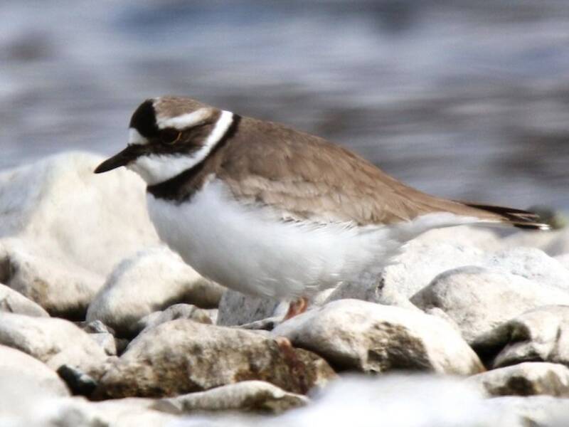 Long-billed Plover, 照片 2