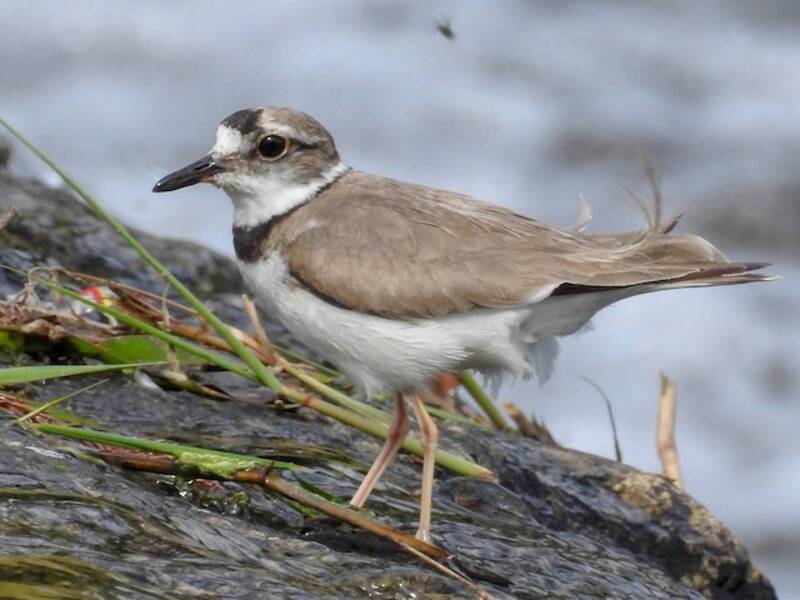 Long-billed Plover, 照片 3