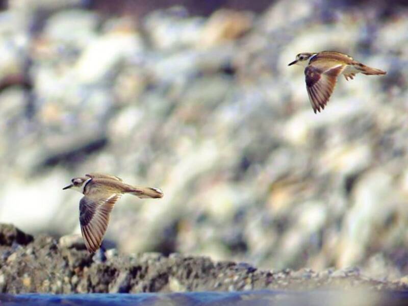 Long-billed Plover, 照片 4