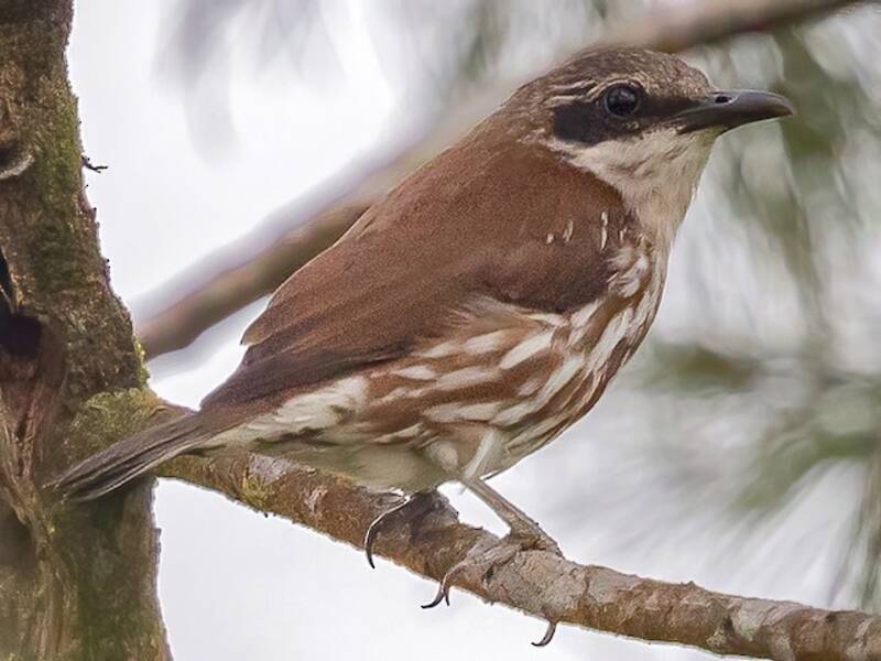 Long-billed Rhabdornis, Photos 3