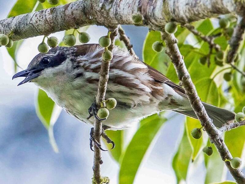 Long-billed Rhabdornis, Photos 4
