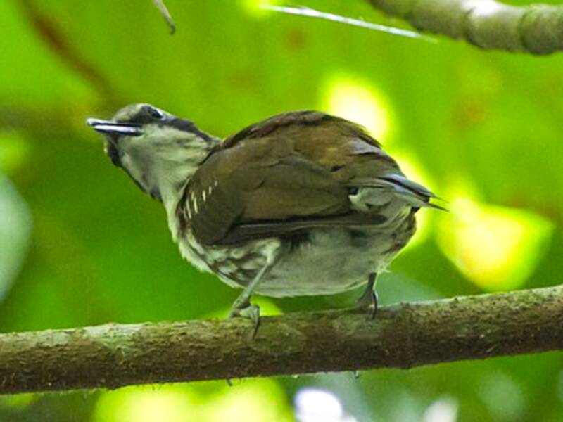 Rhabdornis à long bec