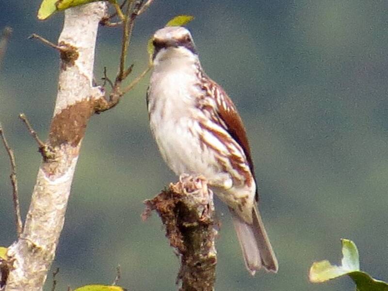 Long-billed Rhabdornis, Photos 2