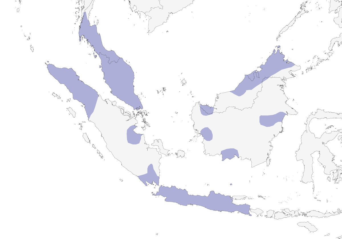 Arrañero Piquilargo, Distribución 1