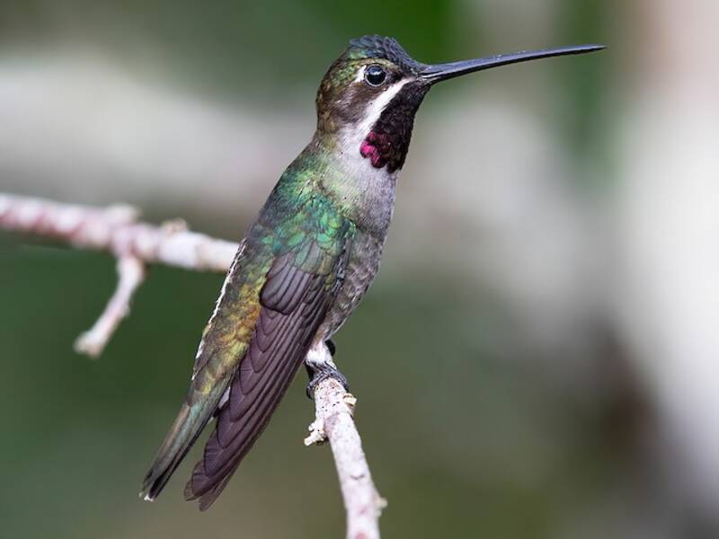 Long-billed Starthroat