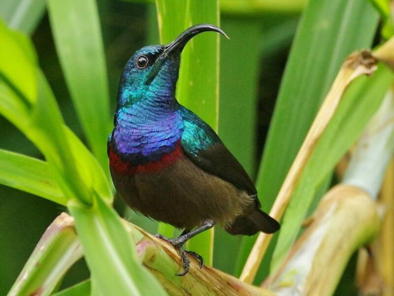 Loten's Sunbird, Photos 4