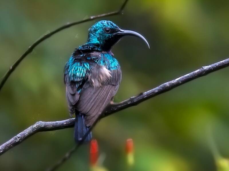 Loten's Sunbird, Photos 3