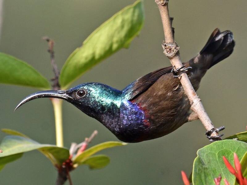 Loten's Sunbird, Photos 2