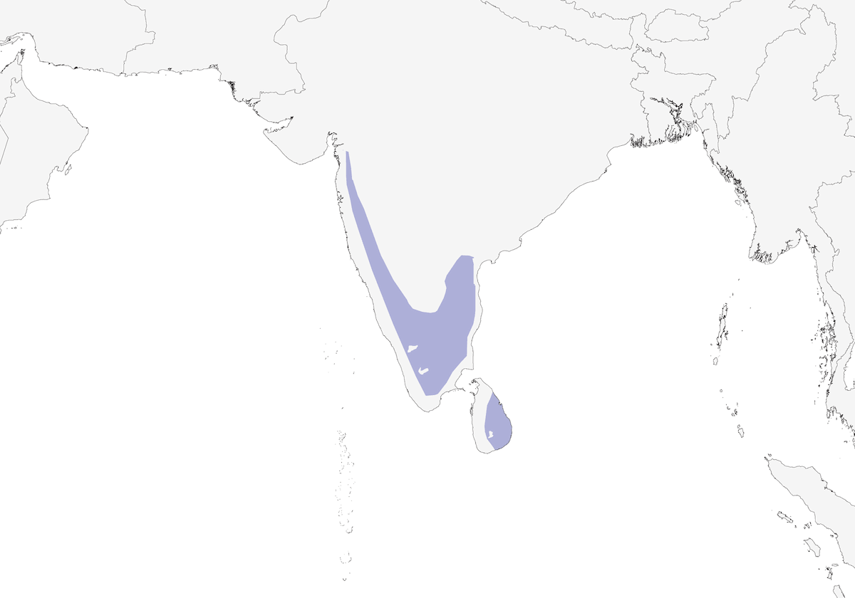 Loten's Sunbird, Distribution 1