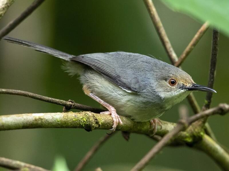 Long-billed Tailorbird, Artisornis moreaui