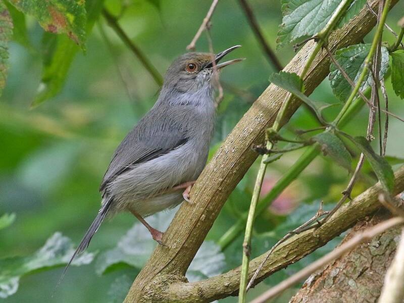 Long-billed Tailorbird, Photos 2