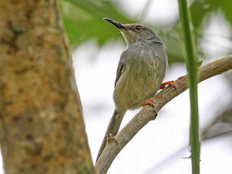 Long-billed Tailorbird, Photos 3