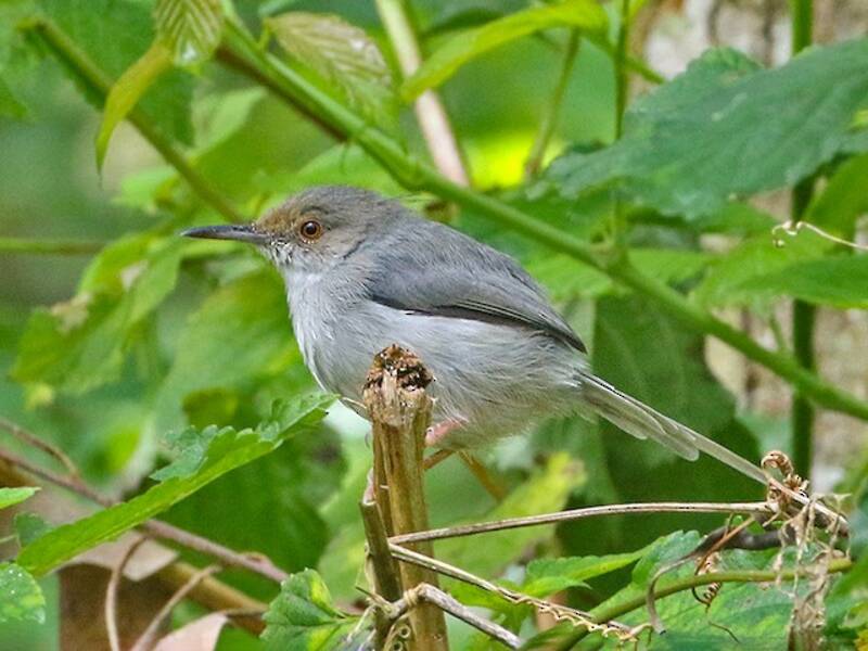 Long-billed Tailorbird, Photos 4