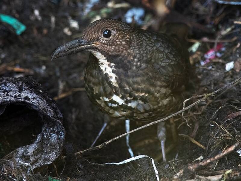 Long-billed Thrush, Photos 3