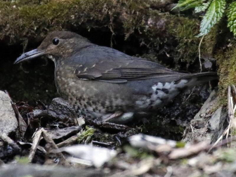 Long-billed Thrush, Photos 2