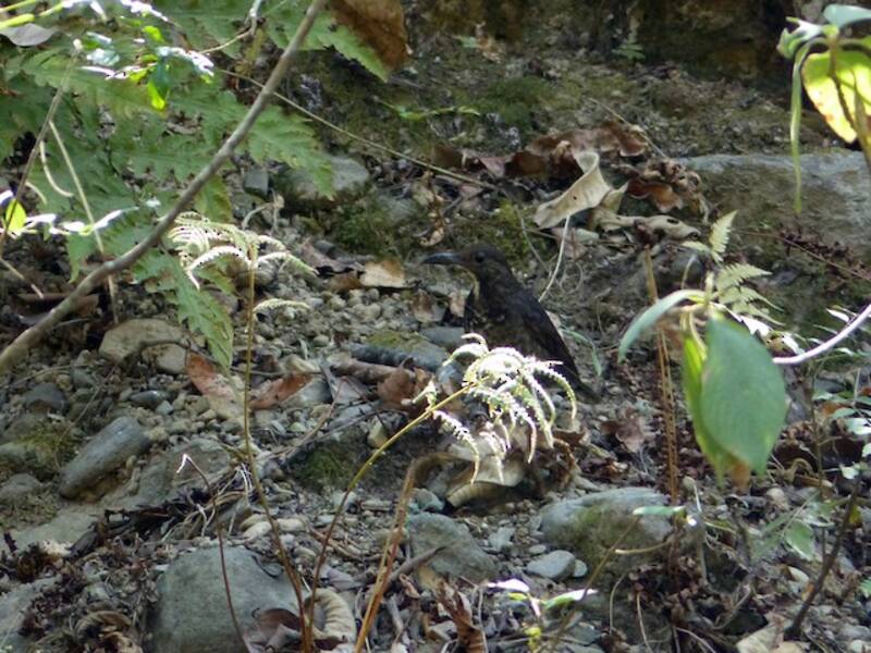 Long-billed Thrush, Photos 4