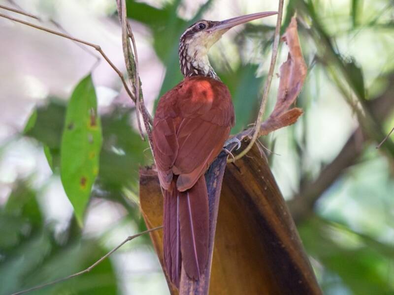 Long-billed Woodcreeper, 照片 3