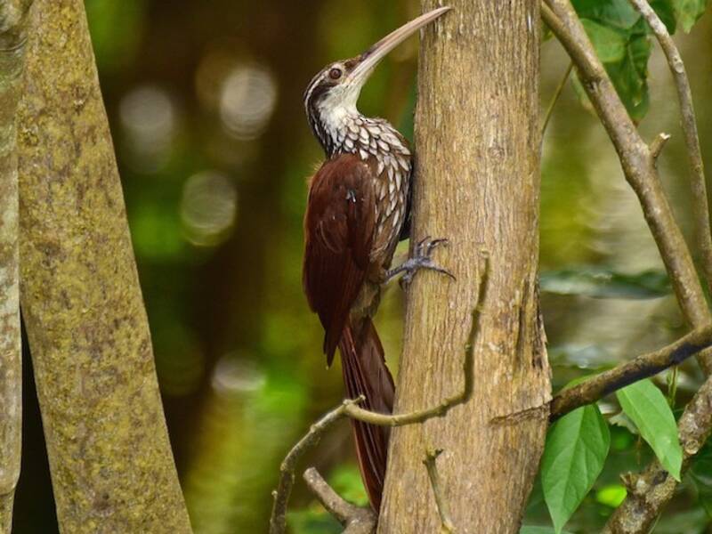 Long-billed Woodcreeper, 照片 4