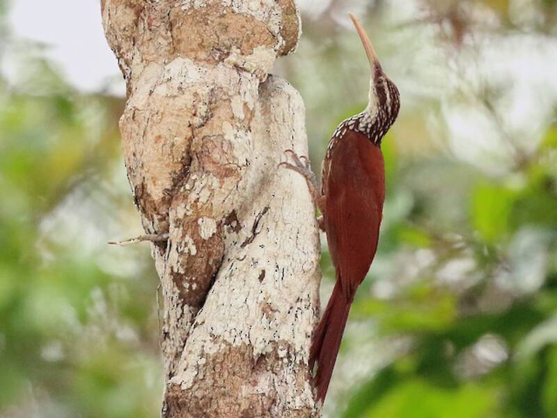 Long-billed Woodcreeper, 照片 2