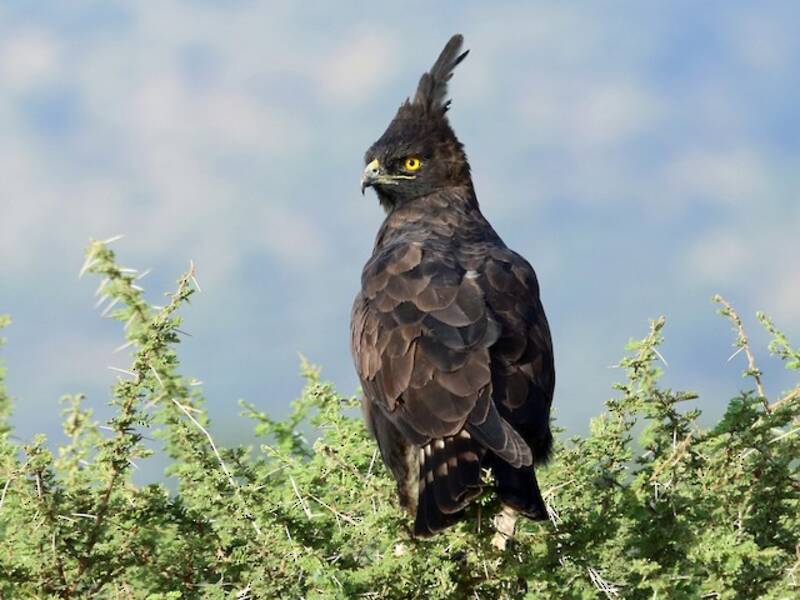 Long-crested Eagle, Photos 3