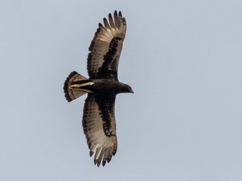 Long-crested Eagle, Photos 4