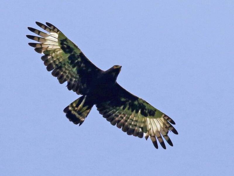 Long-crested Eagle