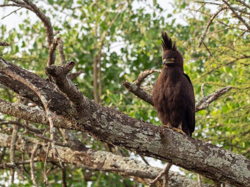 Long-crested Eagle, Photos 2