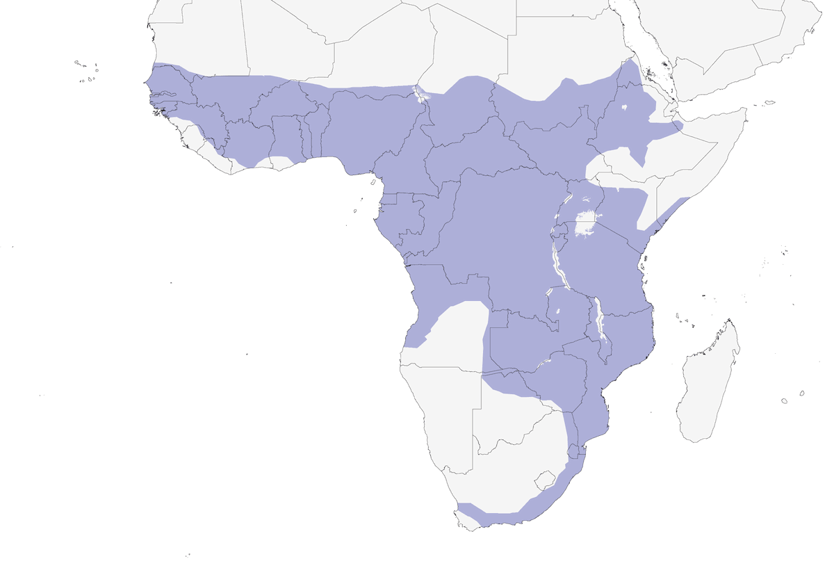 Long-crested Eagle, Distribution 1
