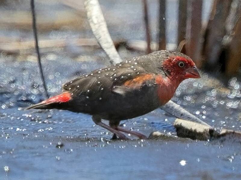 Locustfinch