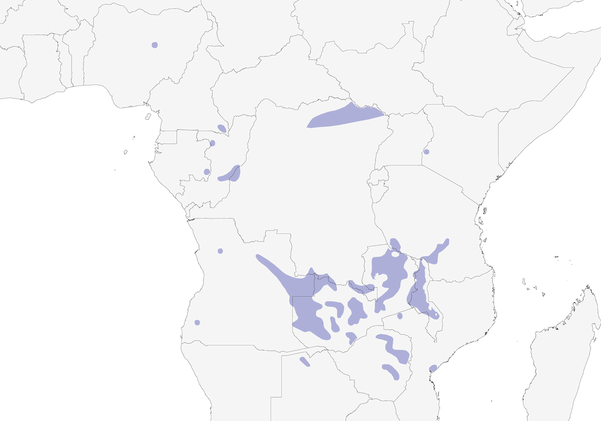 Estrilda Saltamontes, Distribución 1