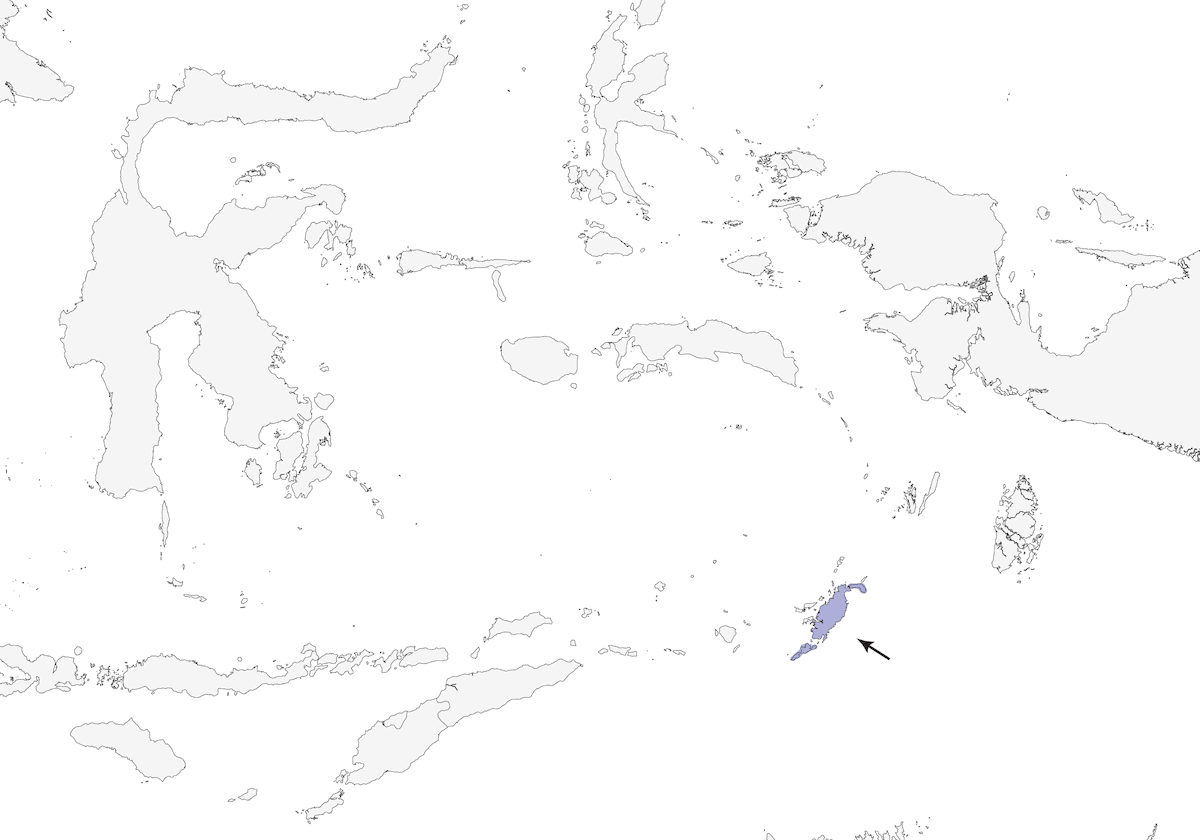 Monarca delle Tanimbar, Distribuzione 1
