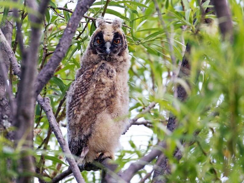 Long-eared Owl (Asio otus)