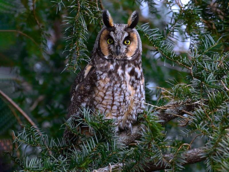 Long-eared Owl, 照片 3