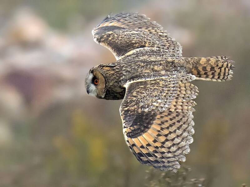 Long-eared Owl, 照片 4