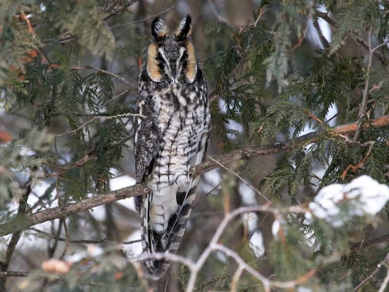 Long-eared Owl, 照片 2