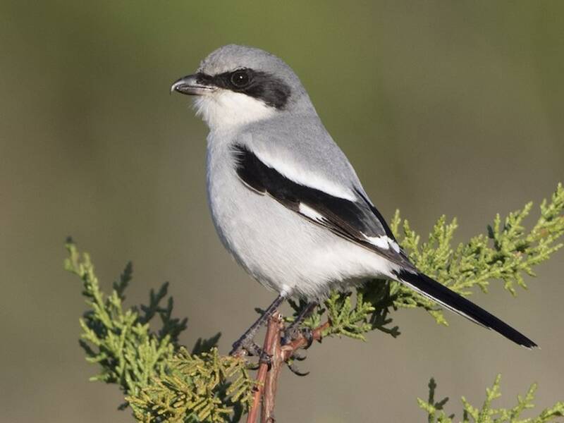 Loggerhead Shrike, Photos 4