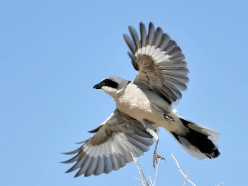 Loggerhead Shrike (Lanius ludovicianus)