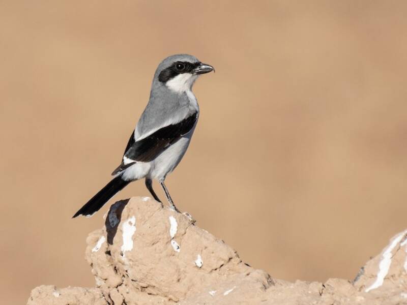 Loggerhead Shrike, Photos 2