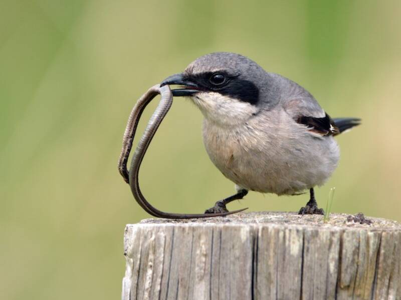 Loggerhead Shrike, Photos 3