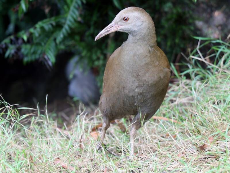 Râle de Lord Howe, Photos 2