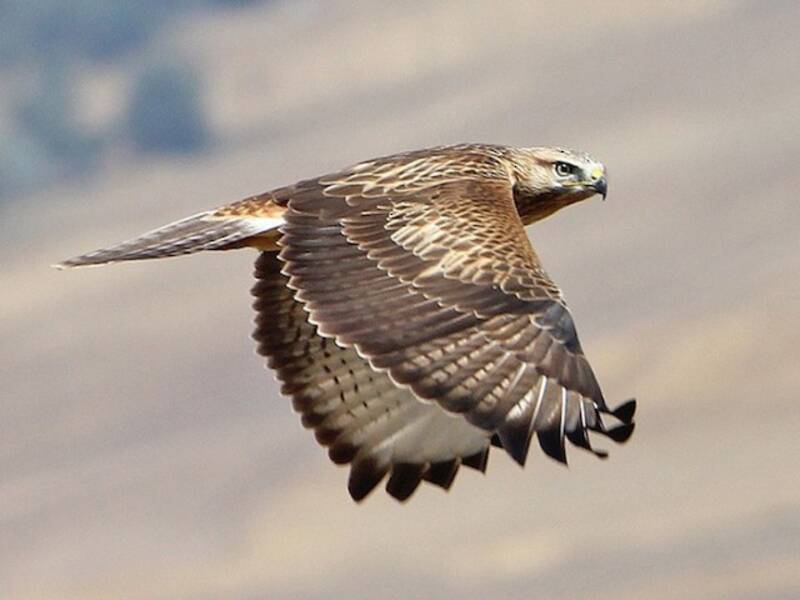 Adlerbussard, Fotos 4
