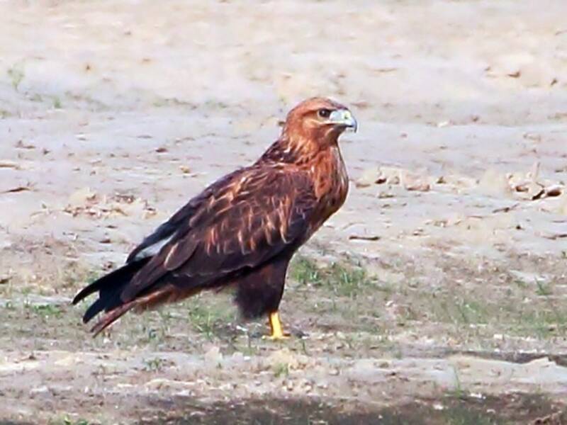 Adlerbussard, Fotos 2