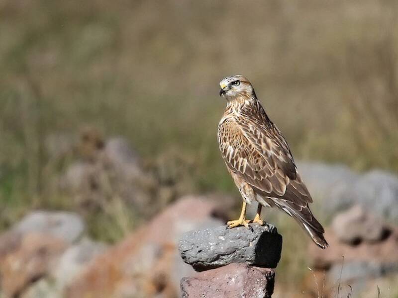 Adlerbussard, Fotos 3