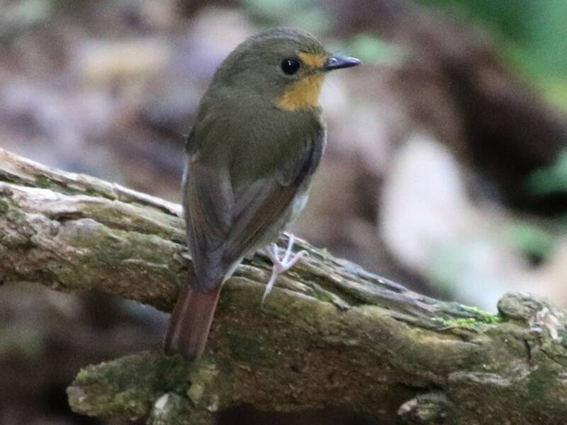Lompobattang-Fliegenschnäpper, Fotos 4