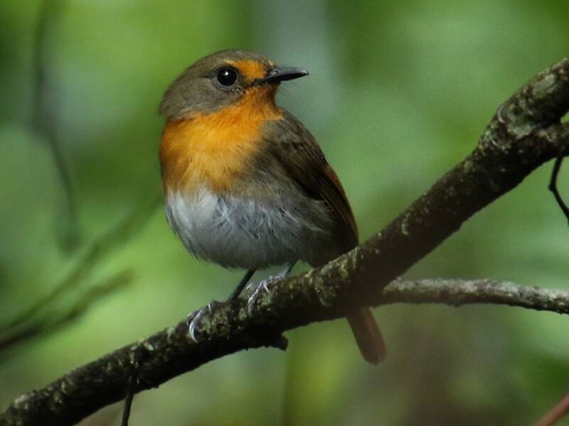Lompobattang-Fliegenschnäpper, Fotos 2