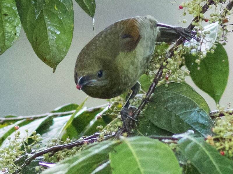 Uccello di seta di Loria, Foto 4
