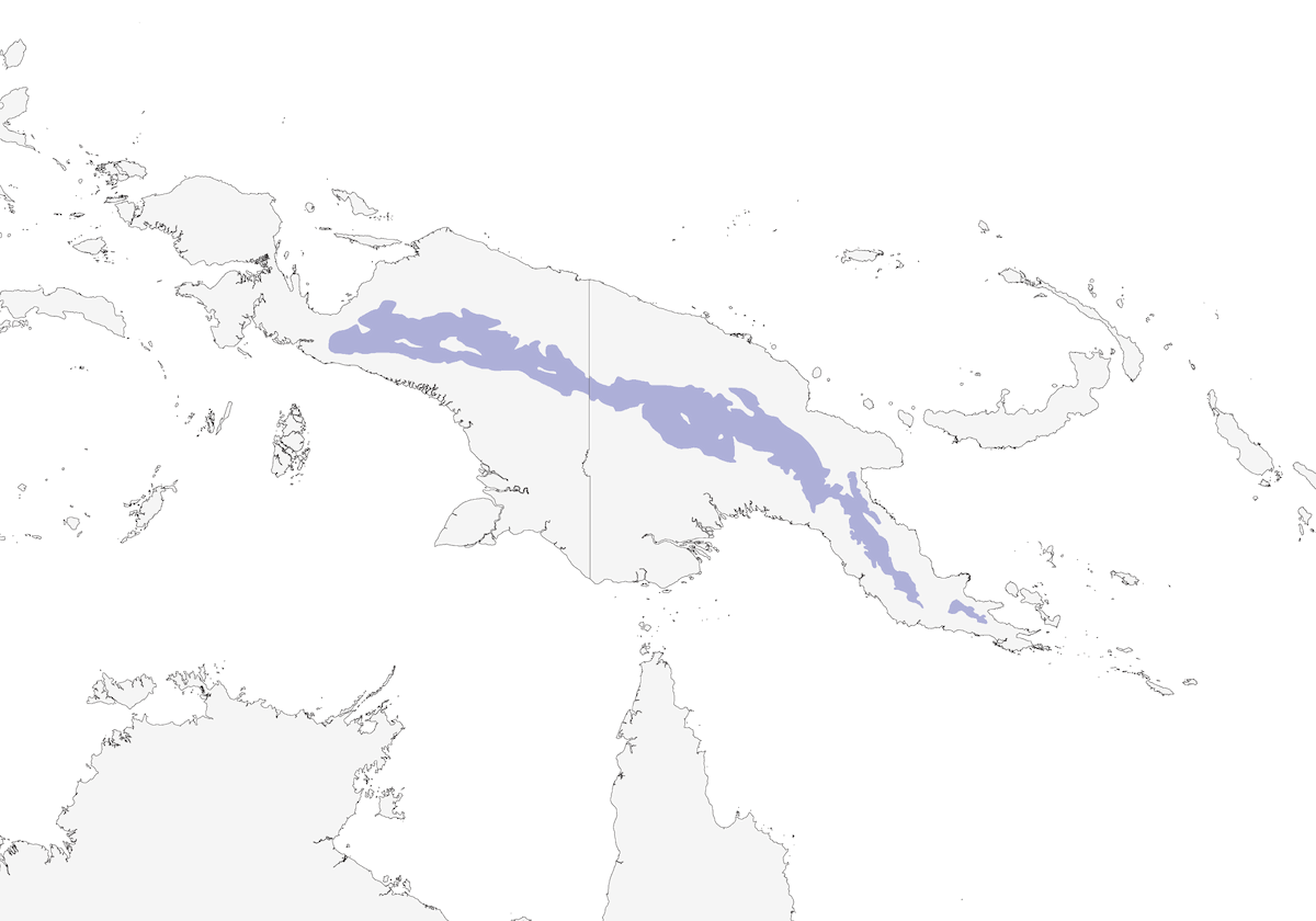 Uccello di seta di Loria, Distribuzione 1