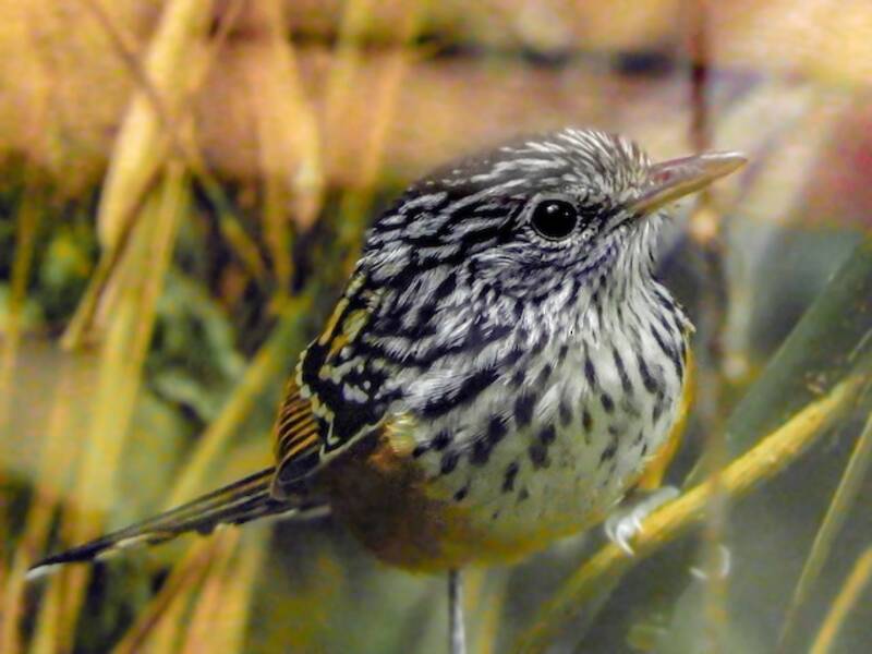 Ostanden-Ameisenvogel