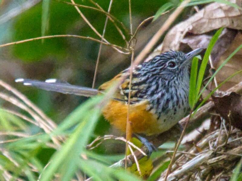 East Andean Antbird, 照片 2